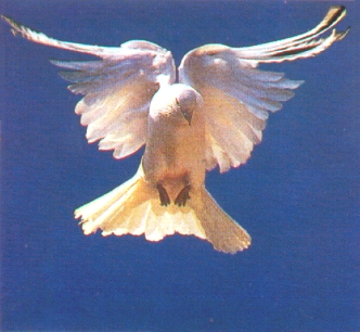 Weisse Taube im Anflug - white dove aporaching