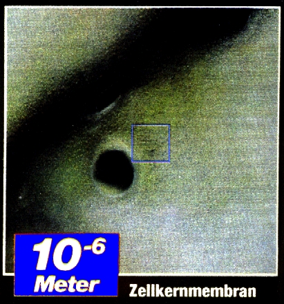 Ansicht eines 0,01 mal 0,01 mm grossen Ausschnitts -  Zellkernoberfläche